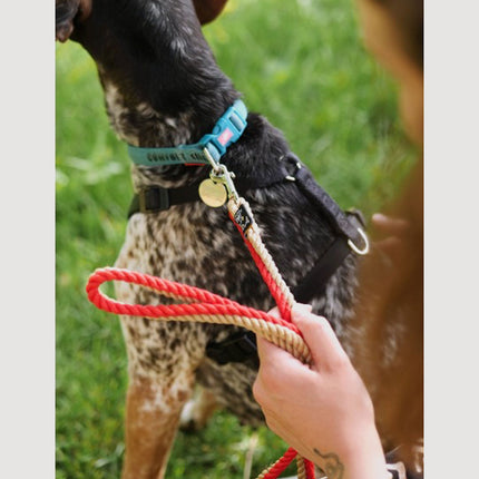 Coleira de cachorro